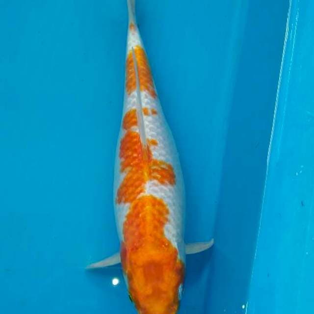 Hariwake, 30cm