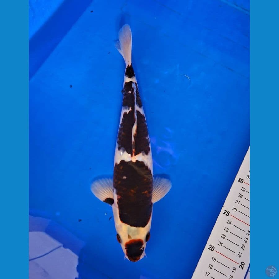 JANTAN 30CM