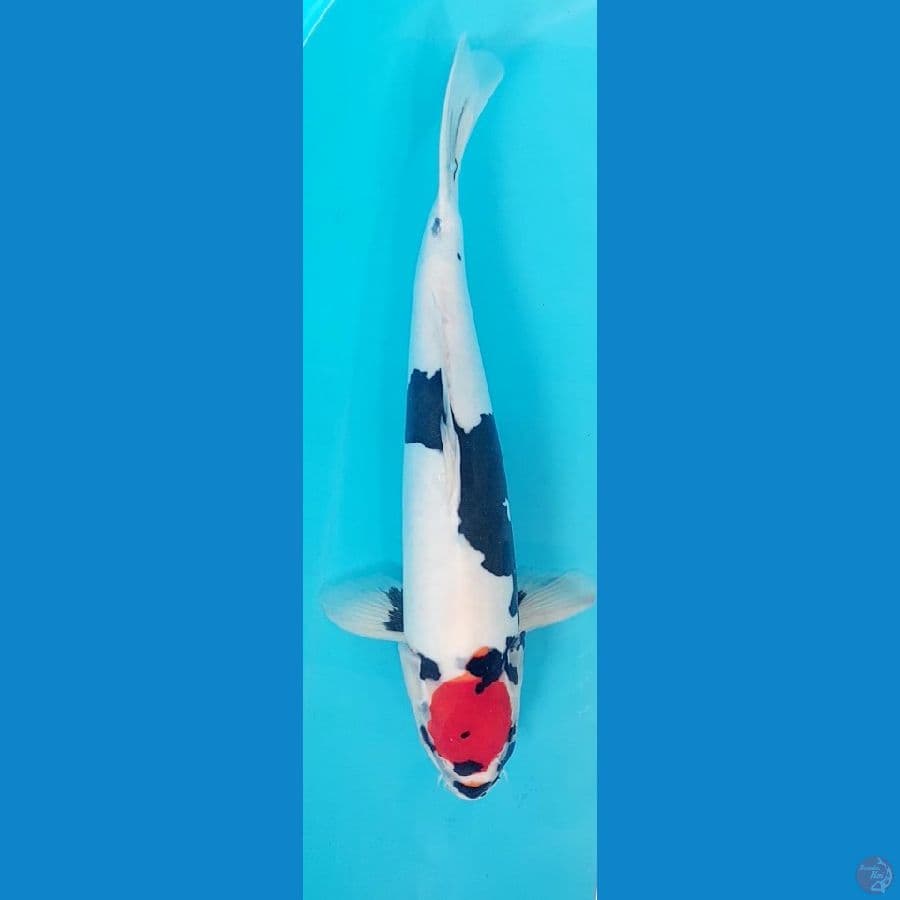 Tancho Showa Doitshu 41cm Male