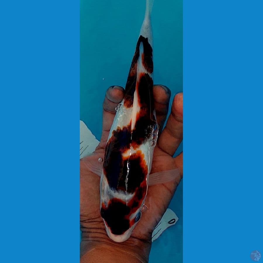 Goromo 26cm Female