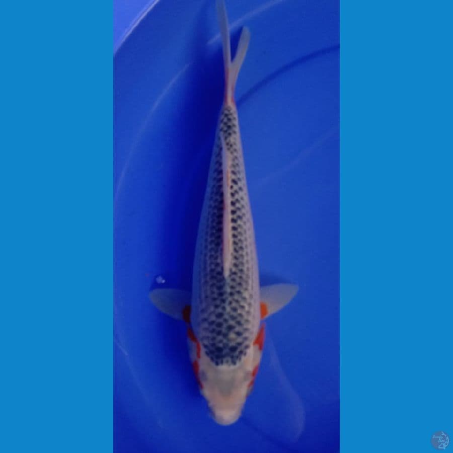 asagi 37cm