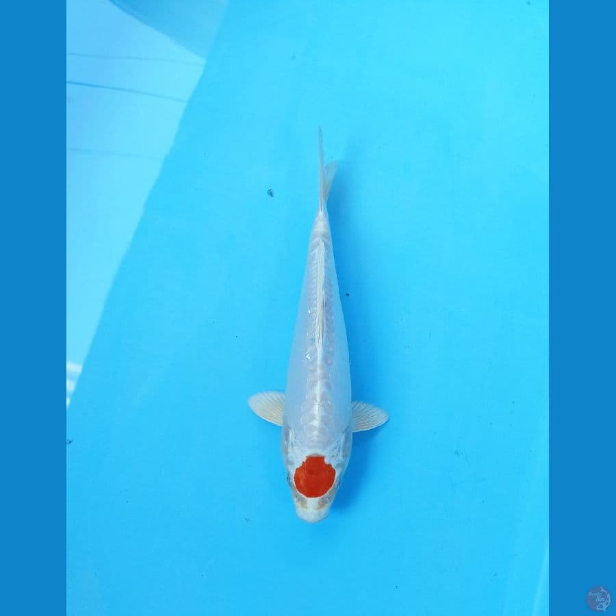 Tancho 24cm