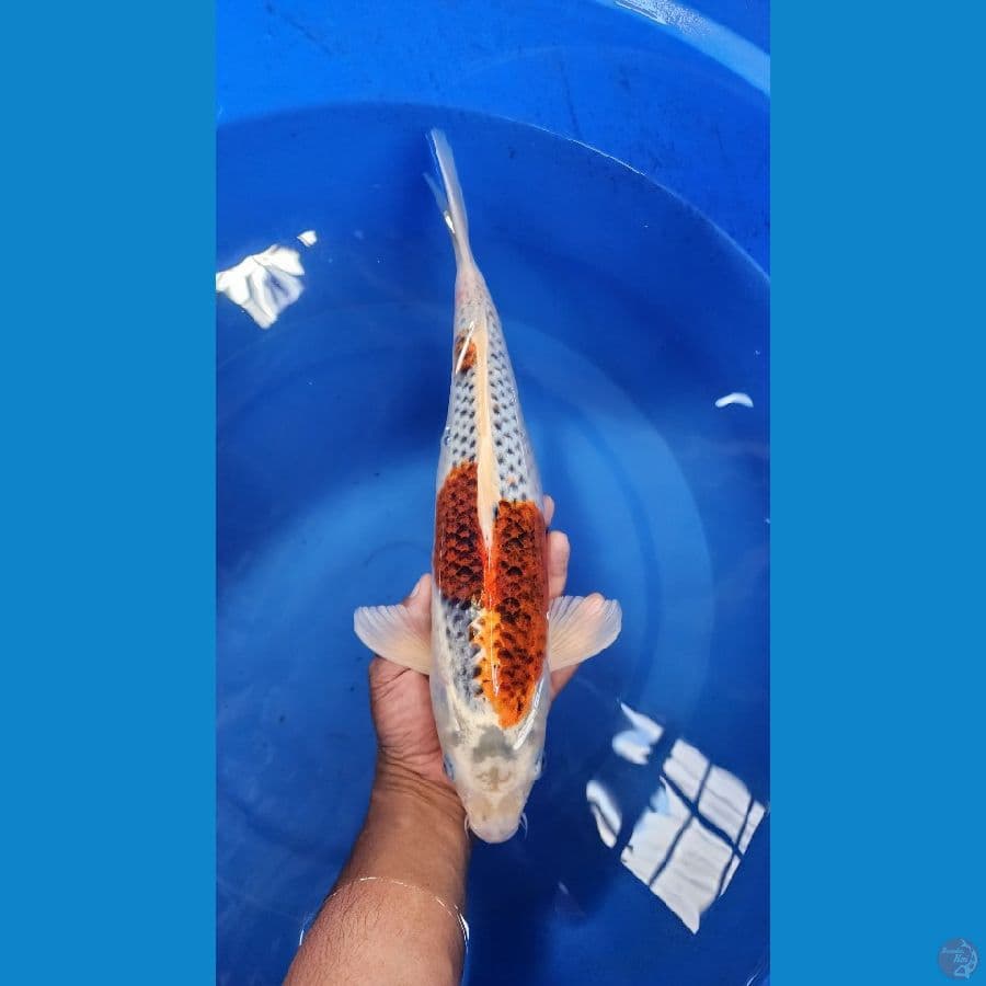 40cm Goshiki