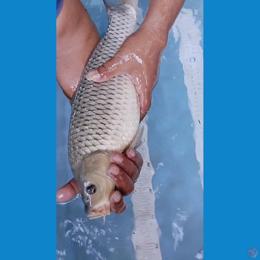 soragoi ginrin 45cm