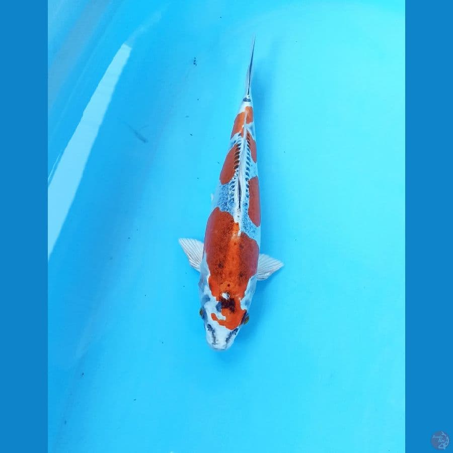 Kiko 26cm
