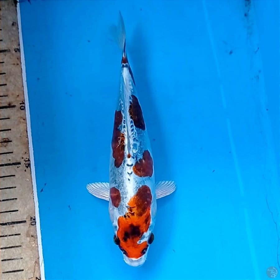 kiko, 20 cm