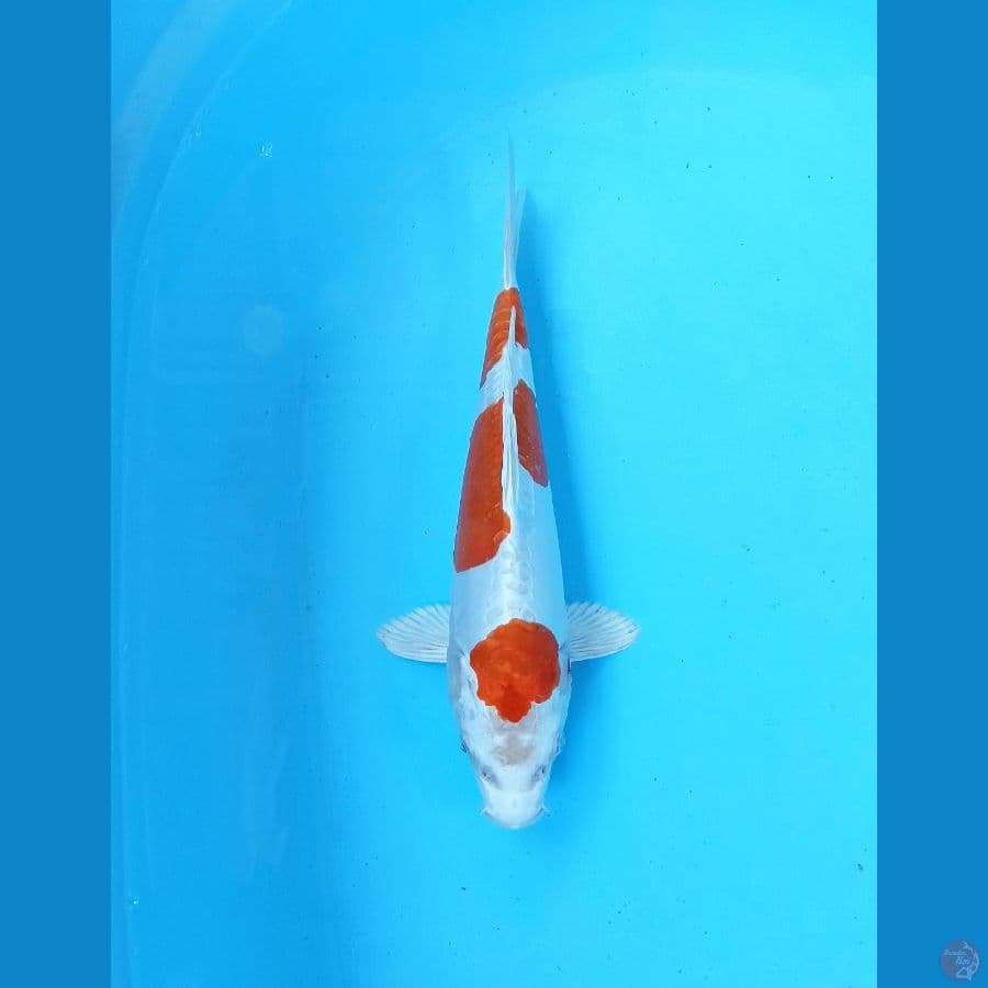 Kikushui 28cm