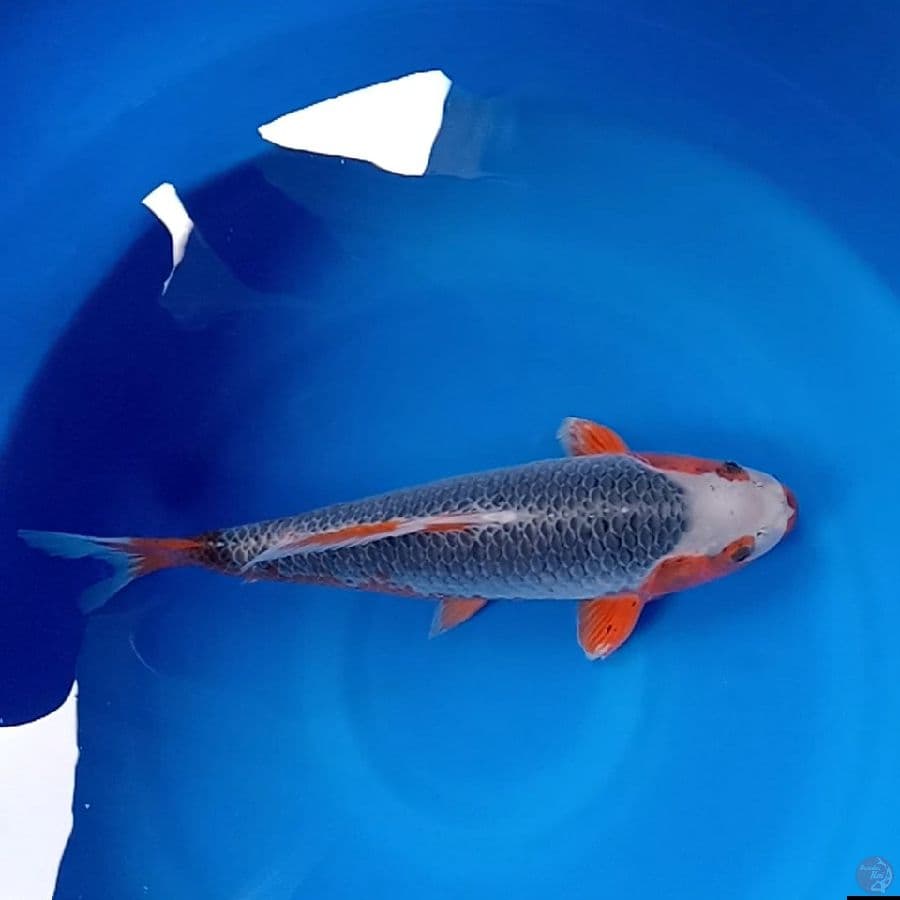 GOOD NARUMI ASAGI Berfukurin 42CM Male