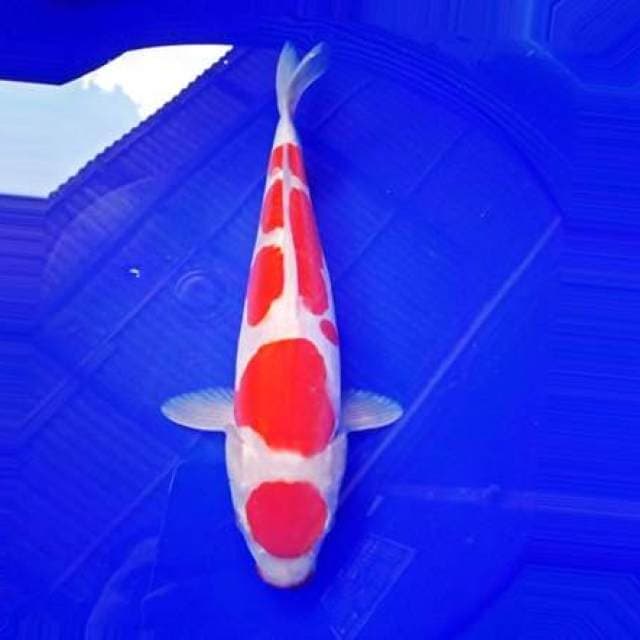 Maruten kohaku ciamik 30cm doit