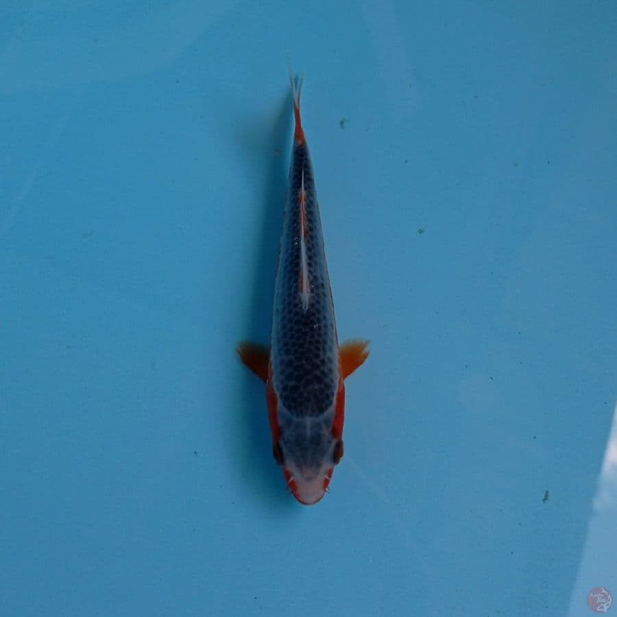 asagi, 13 cm