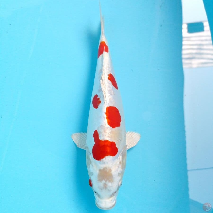 kikushui, 30 cm