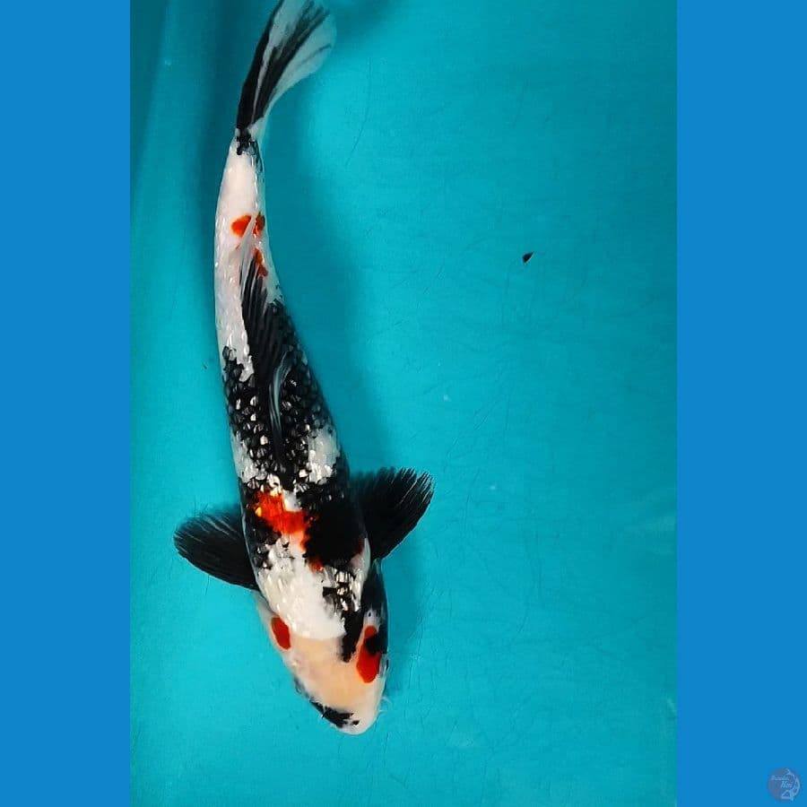 KINDAI SHOWA GINRIN 31CM MALE