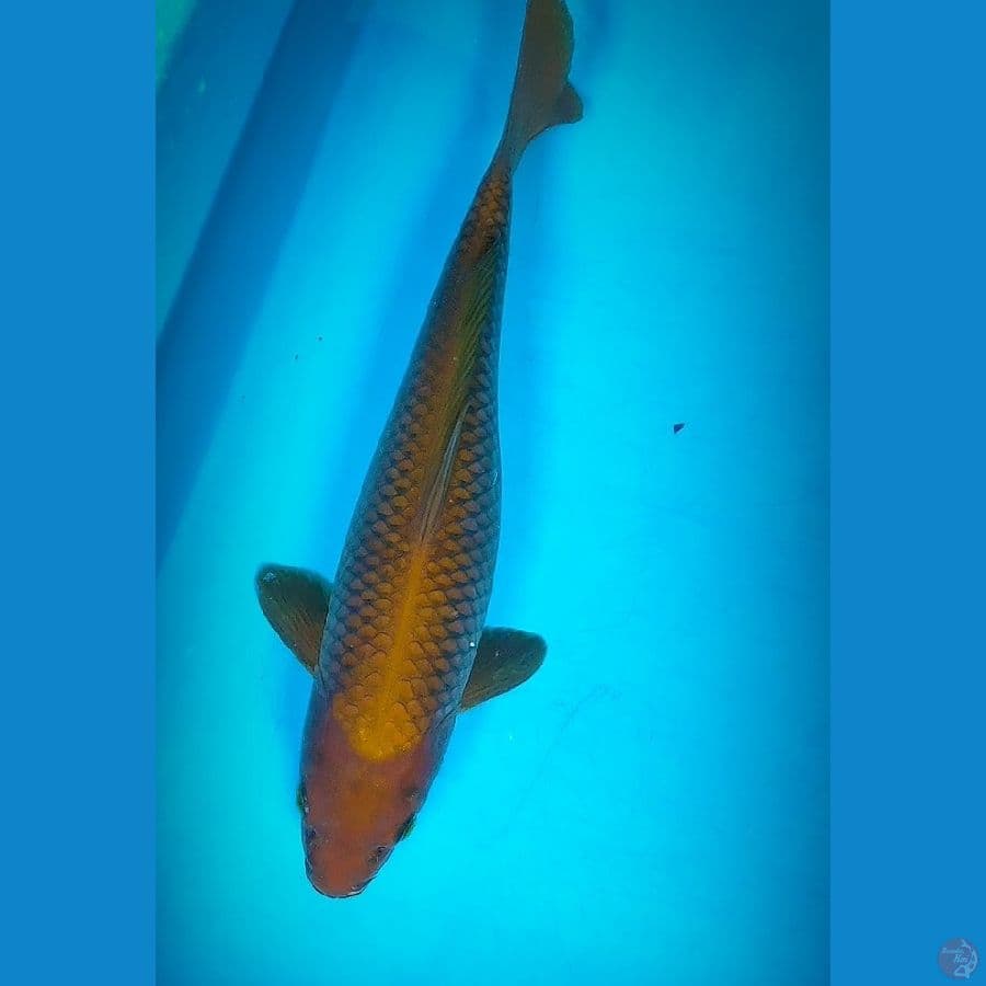 CHAGOI RING RAPI 34CM