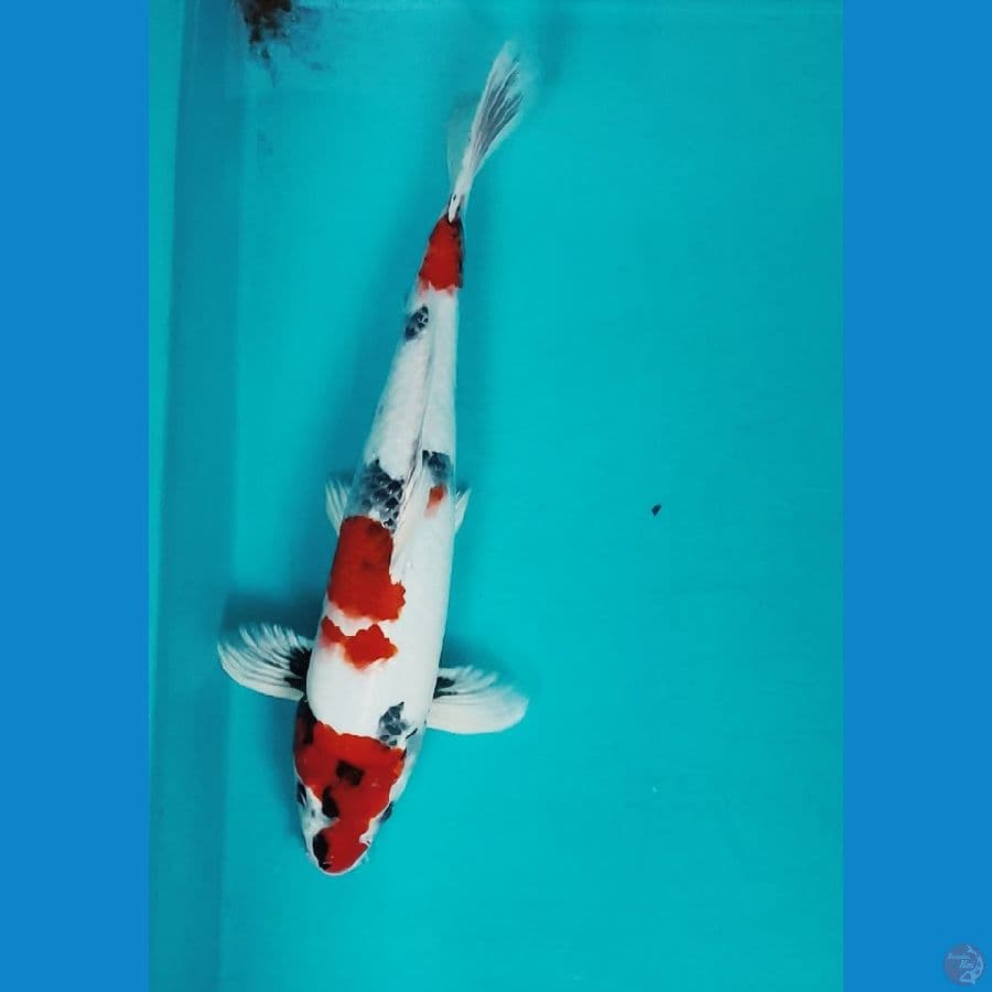 KIN SHOWA STRONG 33CM MALE