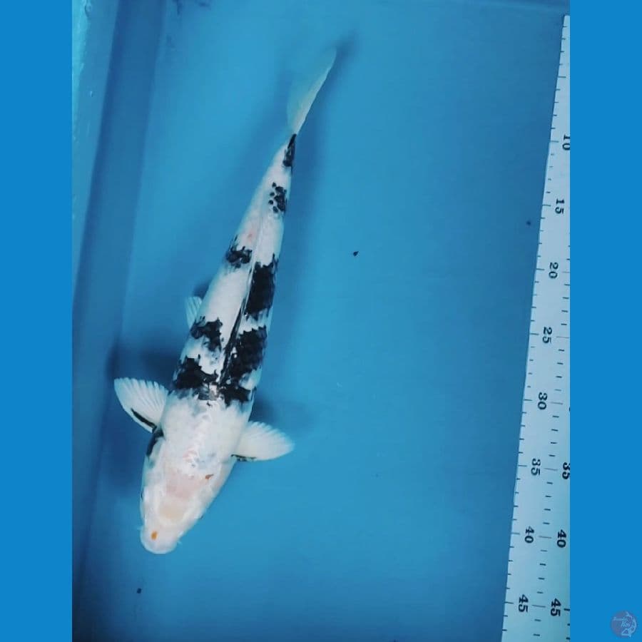 GIN SHIRO 38CM