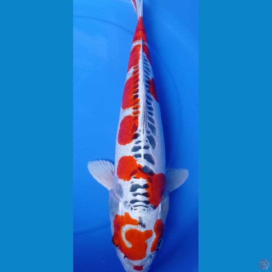 KUJAKU DOIT 50CM