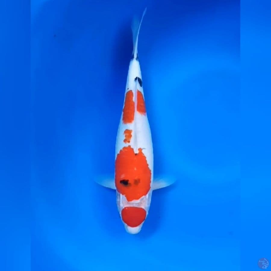 SANKE MARUTEN # 32CM - F