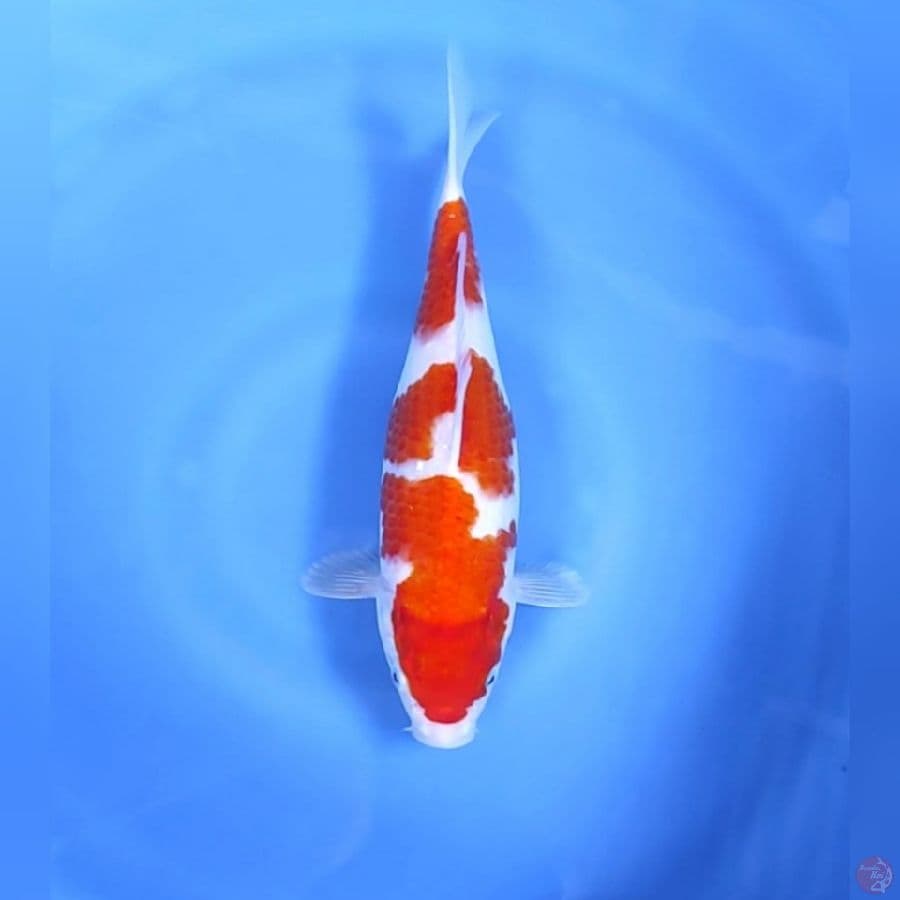 KOHAKU GOOD BODY # 30CM - F