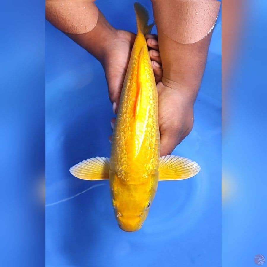 KARASHI GINRIN MANTAP # 38CM - M
