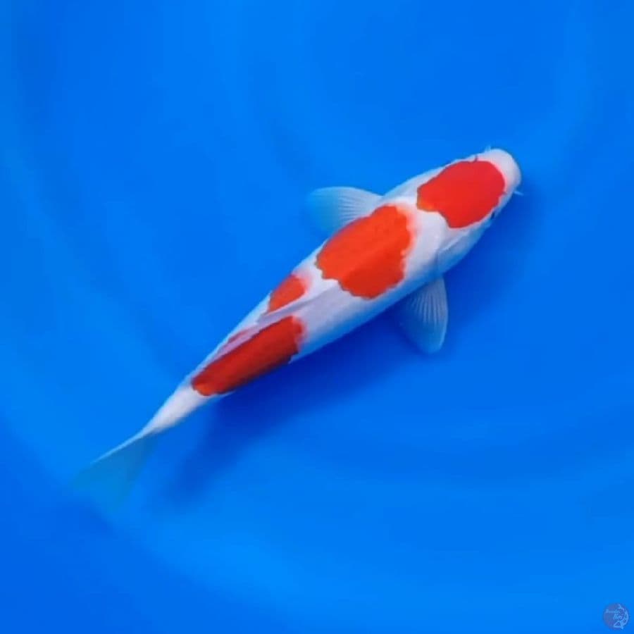 MARUTEN KOHAKU JOS # 28CM - M