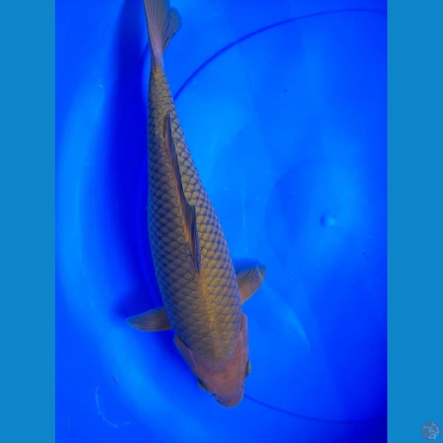 35cm Chagoi