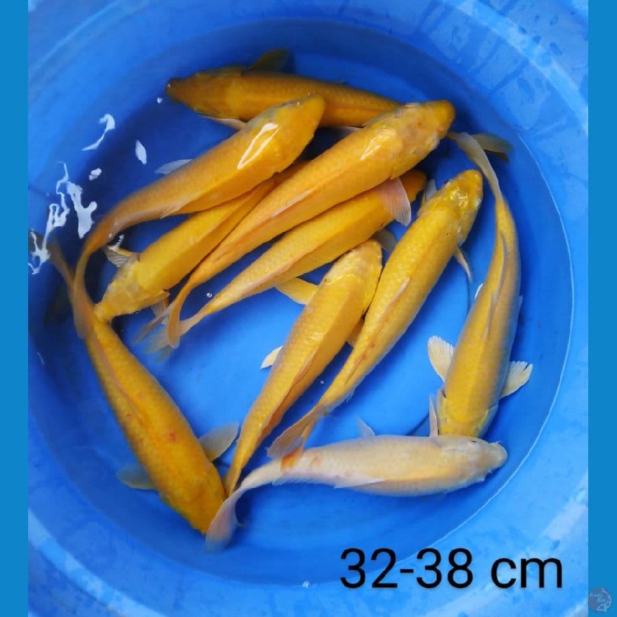 karashi 32-38 cm