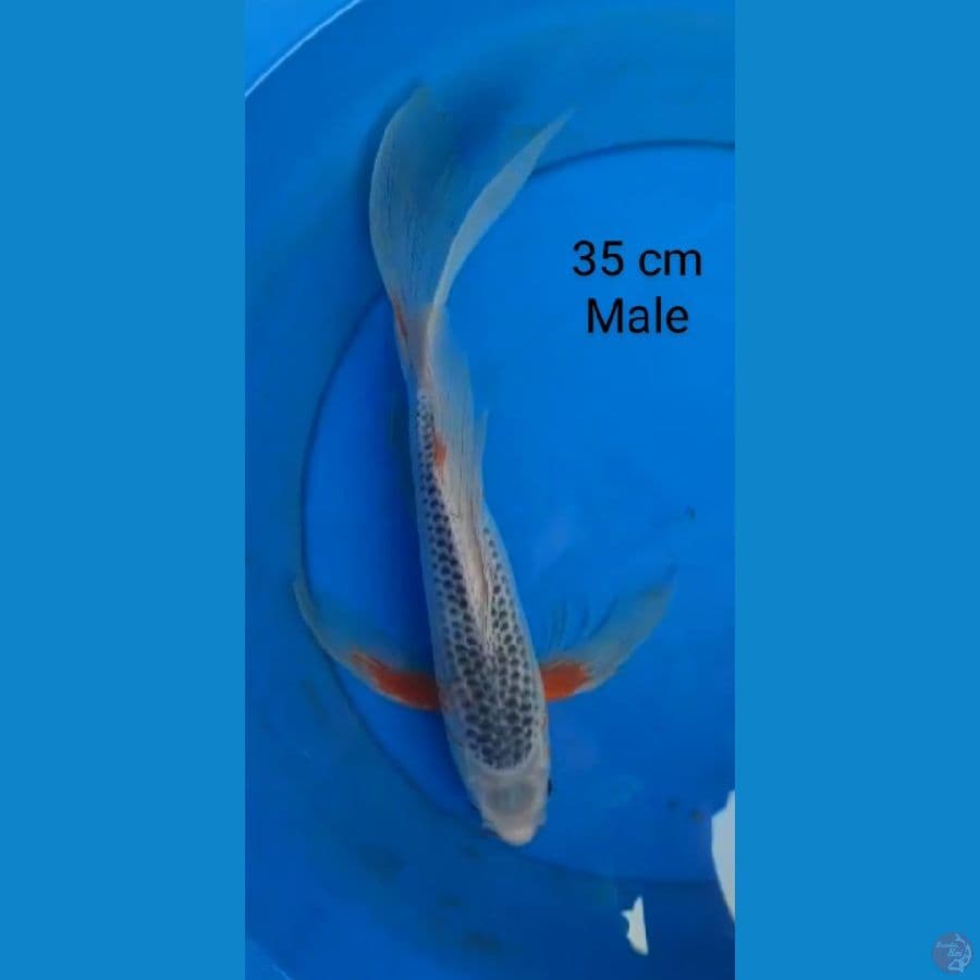 slayer shushui male 35 cm