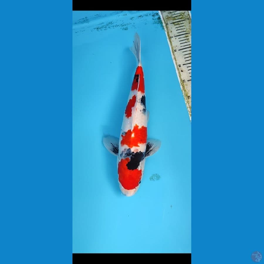 Original showa male 43 cm jantan bahan keeping