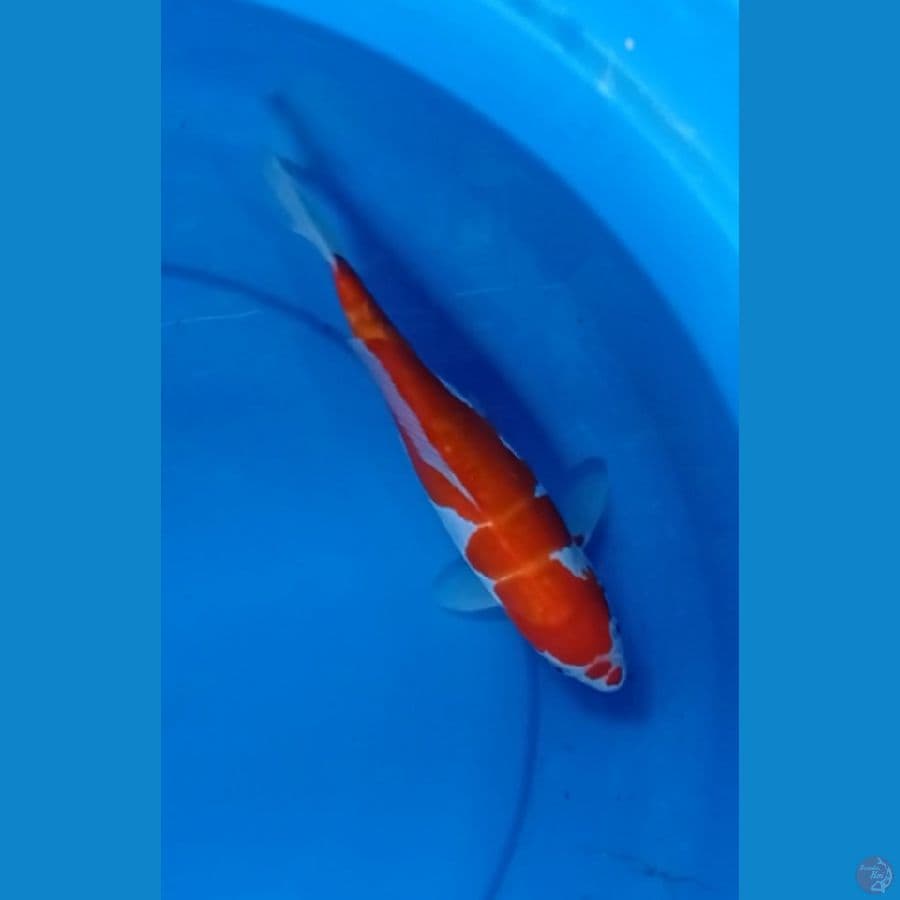 Kohaku Strong 27cm