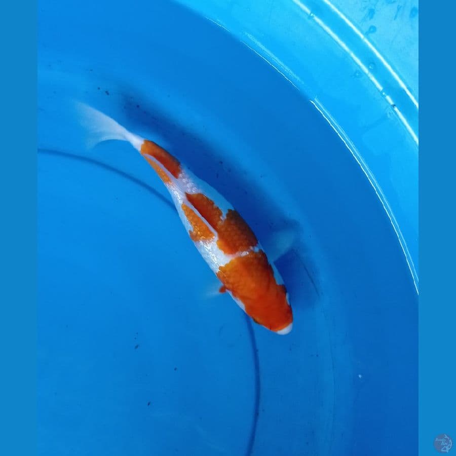 Kohaku 26cm
