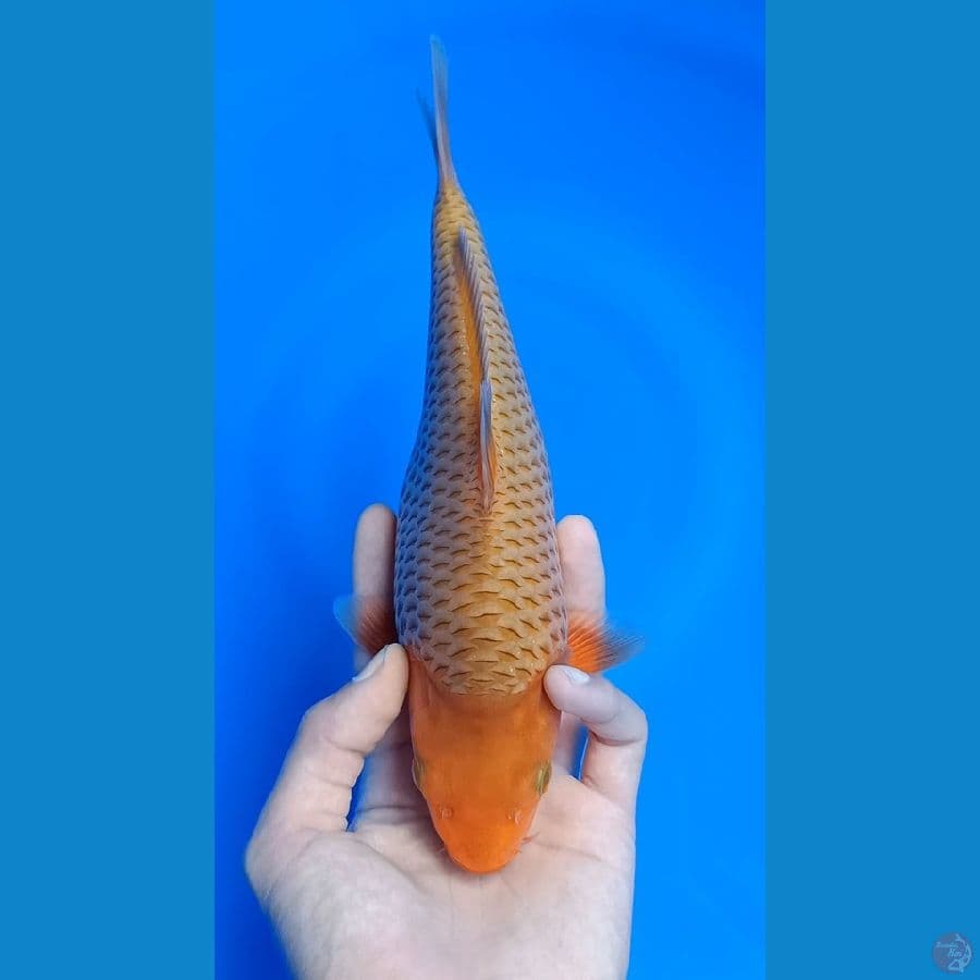 CARAMEL PUNUK SQ
