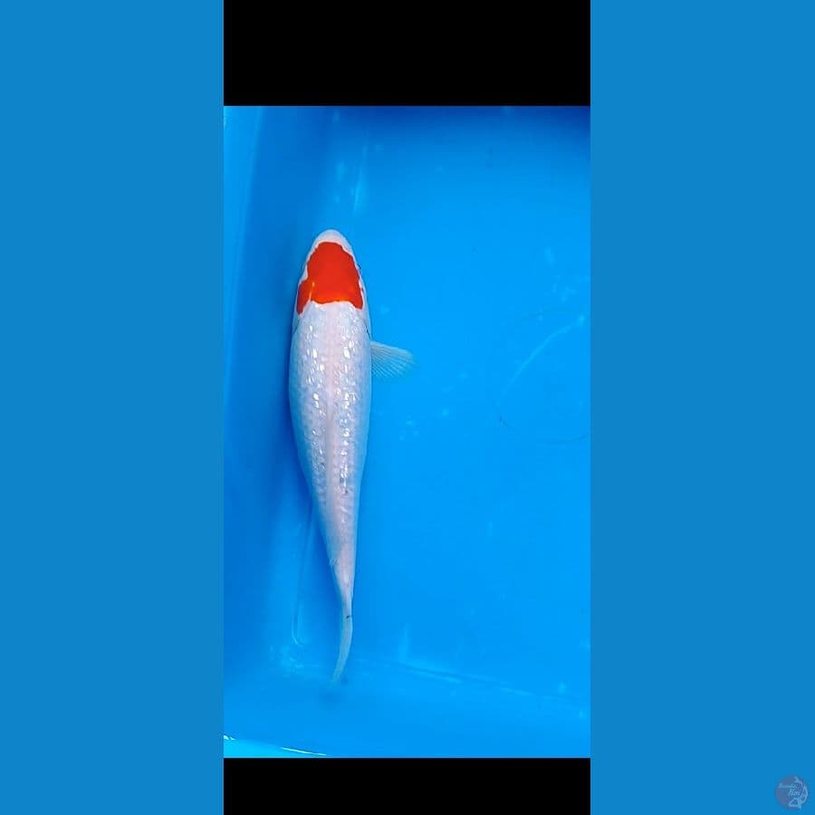 tancho ginrin ori . 28 cm