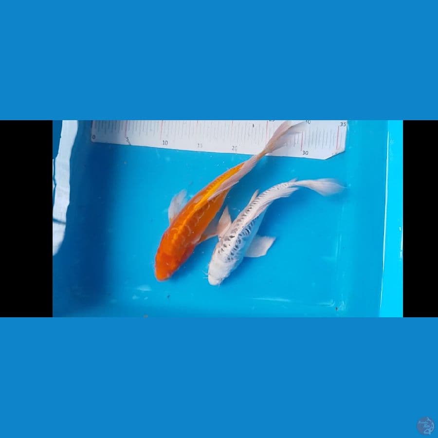 25 30 cm kumpaiy