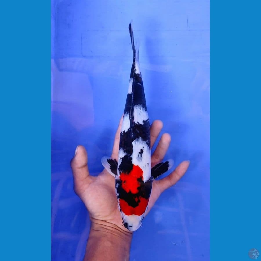 showa 30cm/male