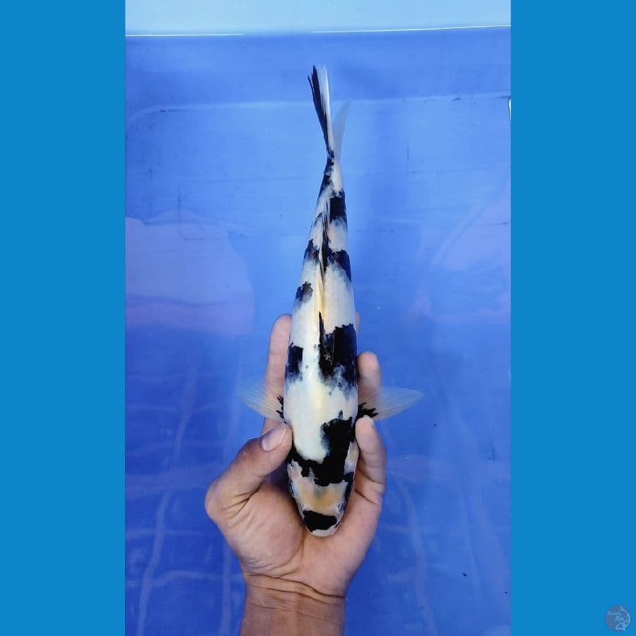 shiro sq 30cm/male