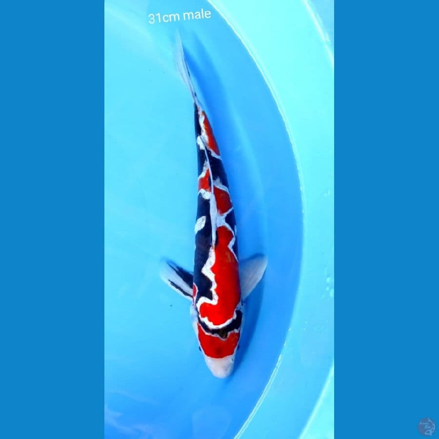 showa doitsu 31cm (naruto)