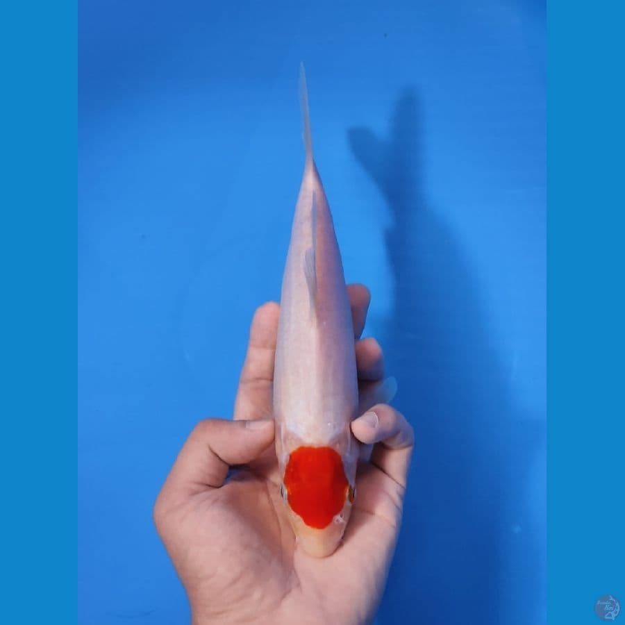 ORIGINAL TC KOHAKU 23CM - FEEMALE