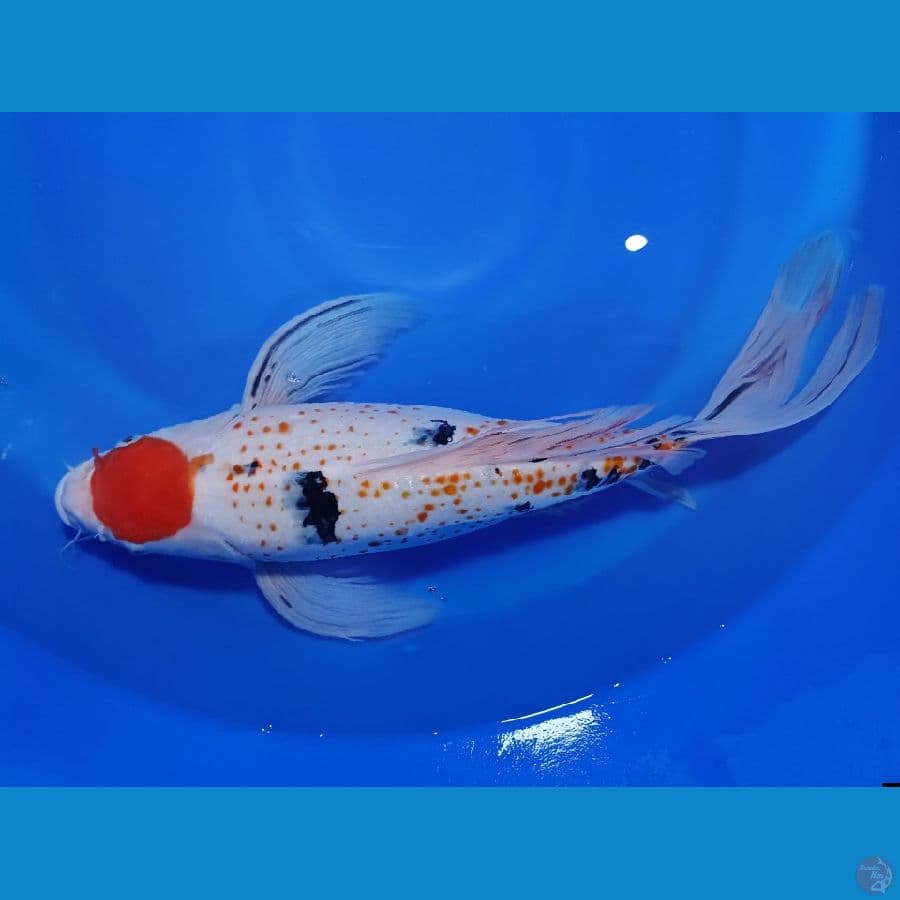 55CM KANOKO KUMPAY MARUTEN SANKE