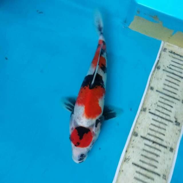 Showa.size.26cm