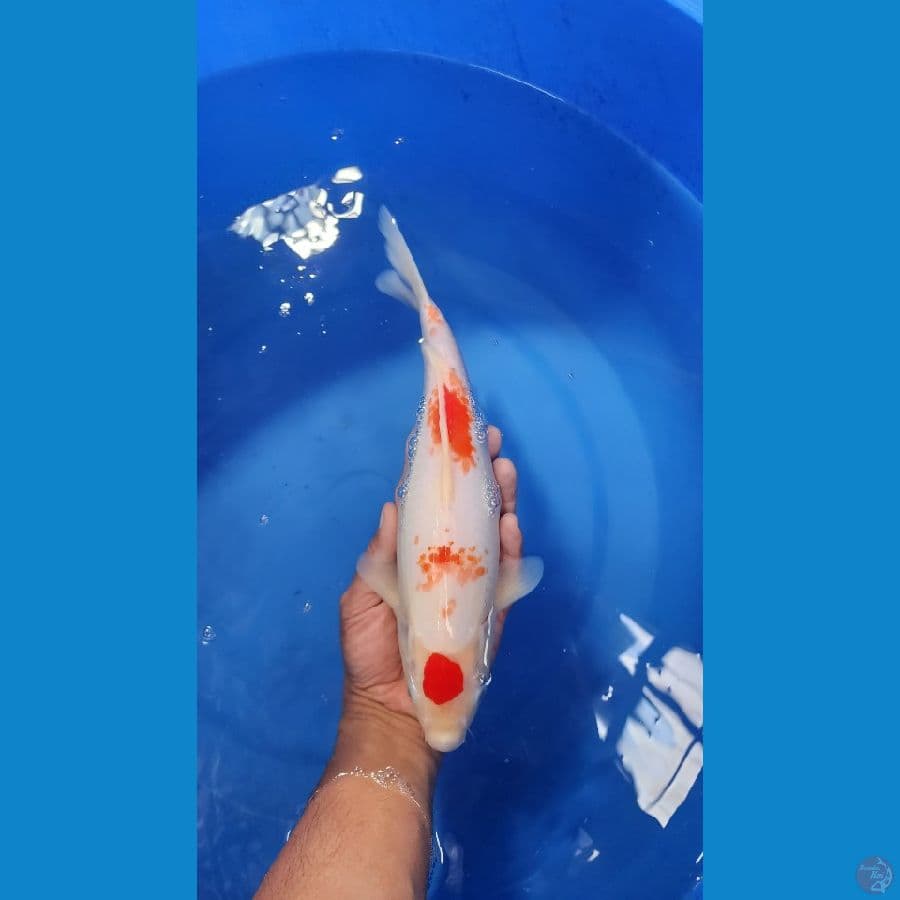 31cm kohaku maruten