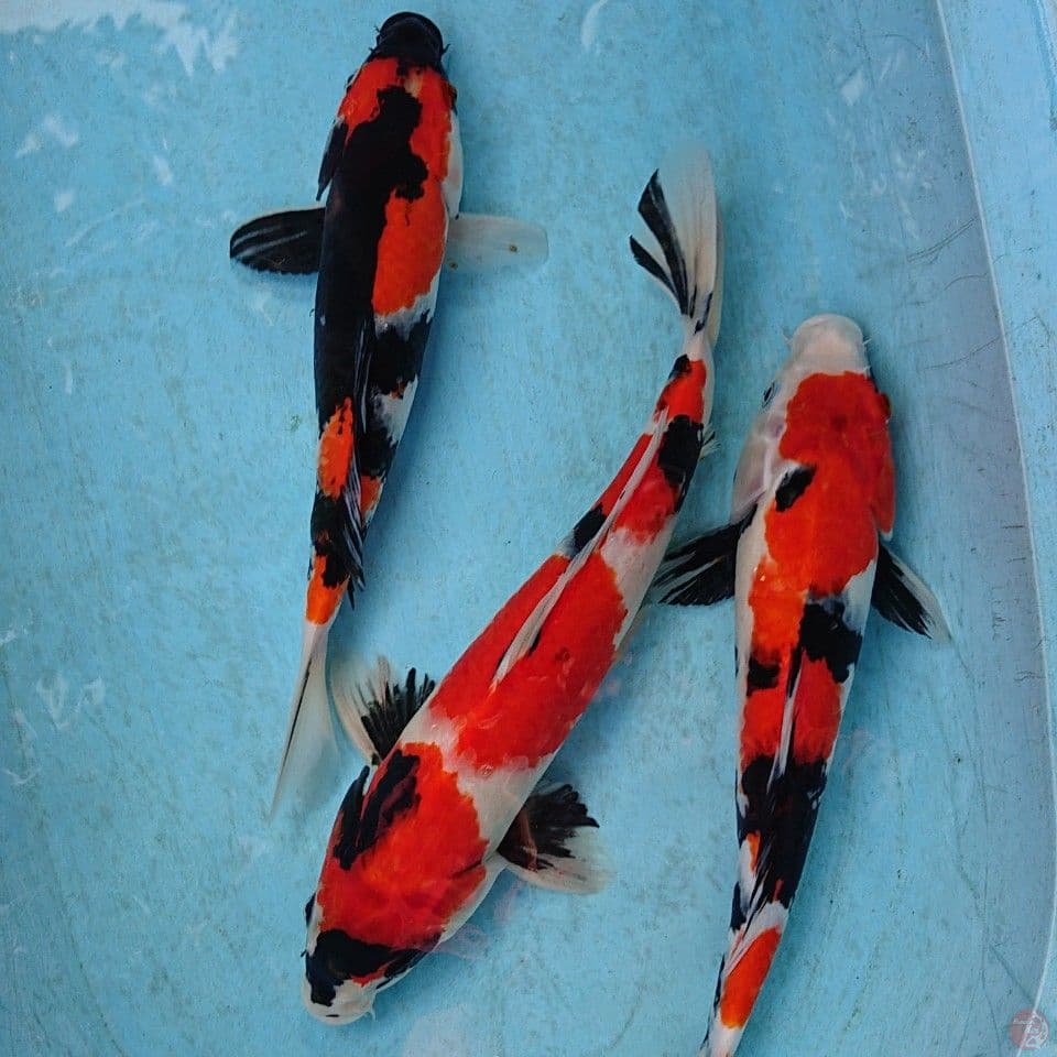 PAKET SHOWA 32,37,38 CM ( 3 EKOR )