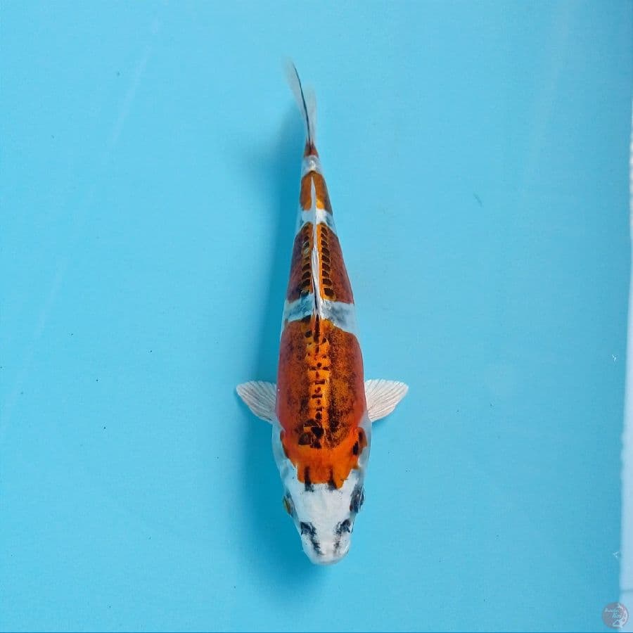 kiko, 18 cm