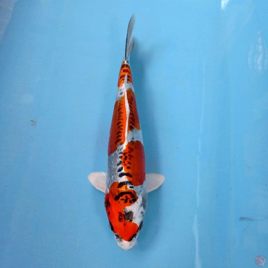 kiko, 27 cm