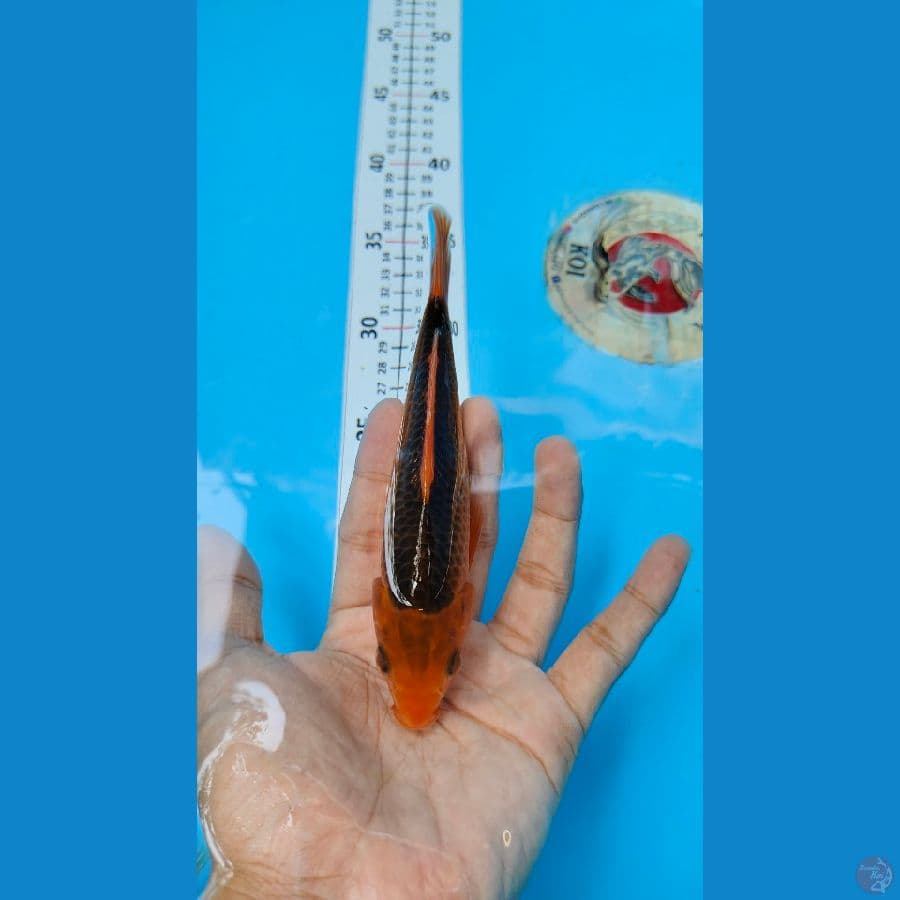 AKA MATSUBA 5 EKOR 14-16 CM. MASA DEPAN CERAH.