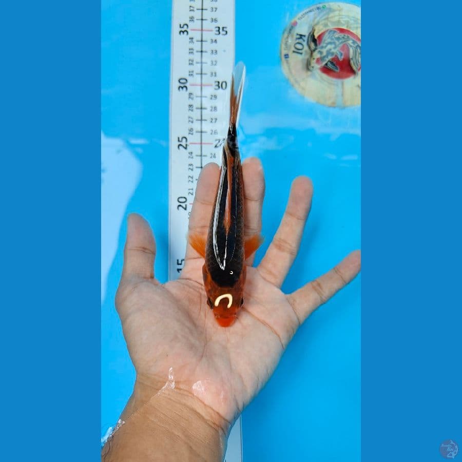 AKA MATSUBA 5 EKOR 14-16 CM. MASA DEPAN CERAH.