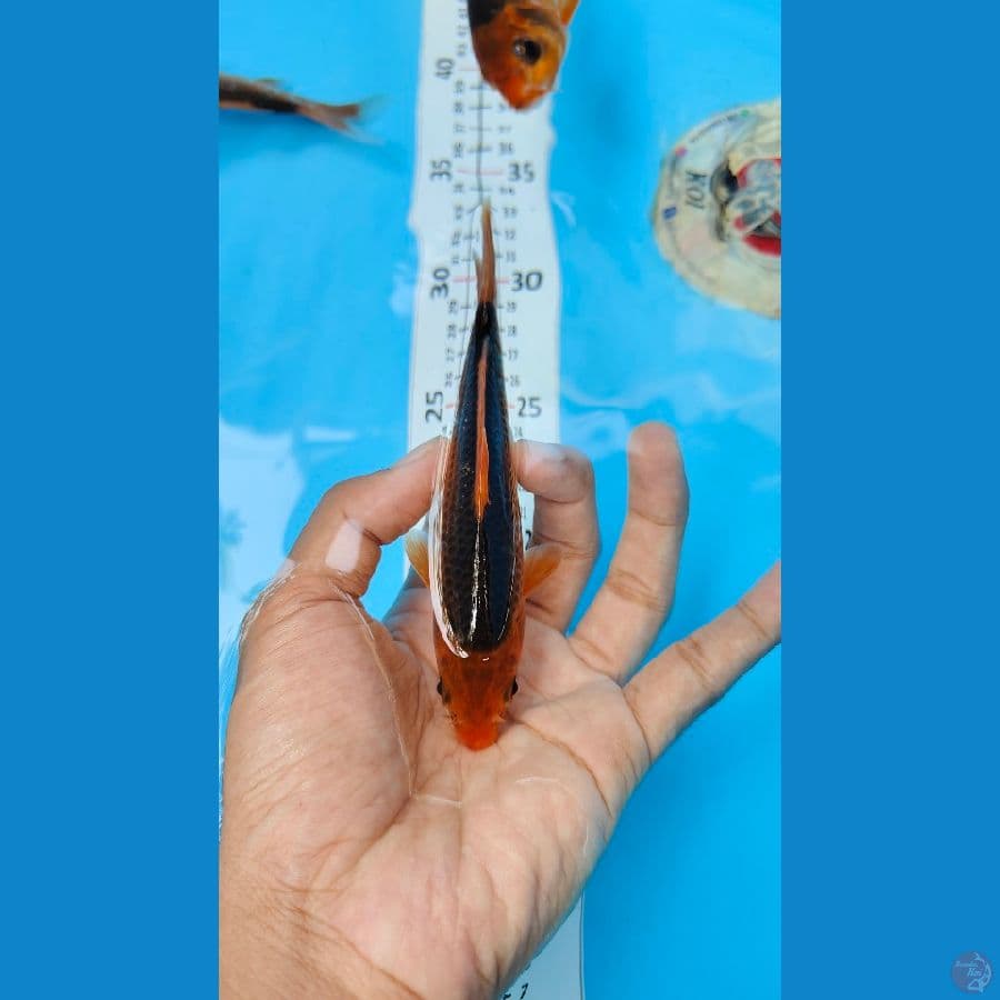 AKA MATSUBA 5 EKOR 14-16 CM. MASA DEPAN CERAH.