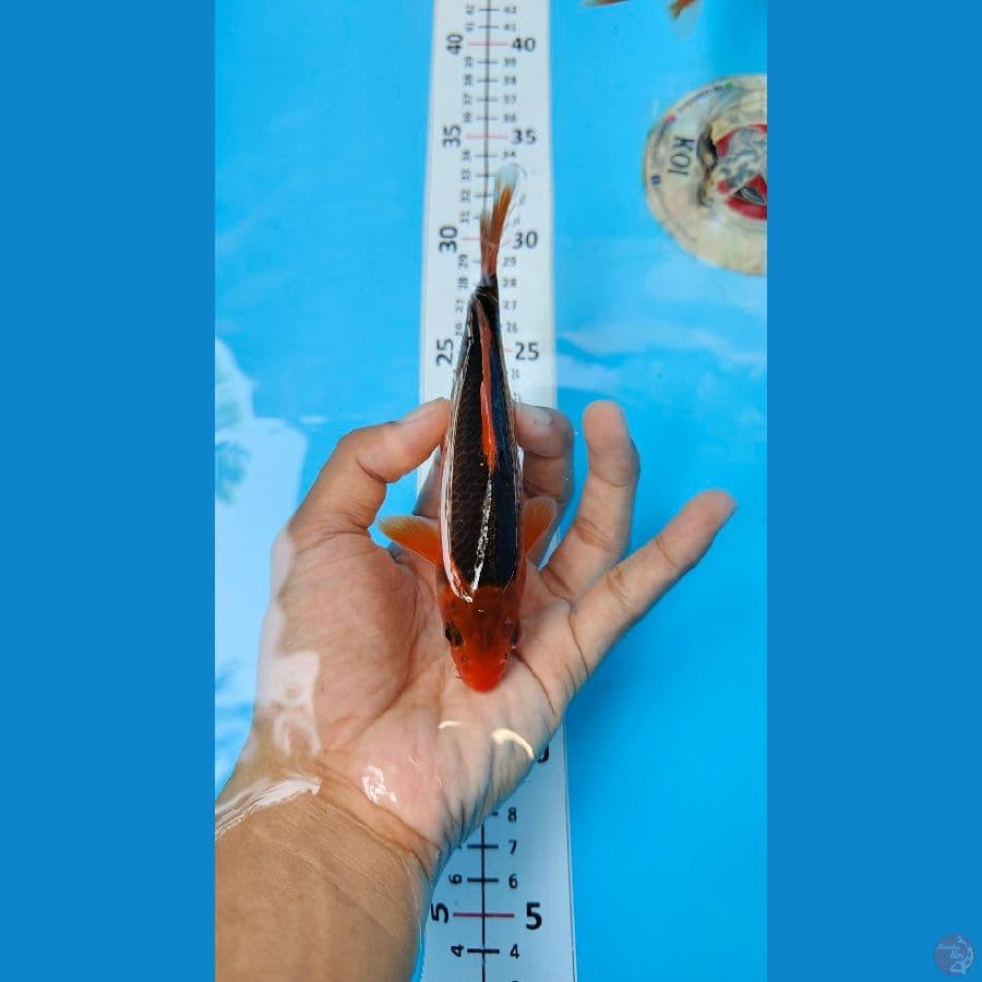 AKA MATSUBA 5 EKOR 14-16 CM. MASA DEPAN CERAH.