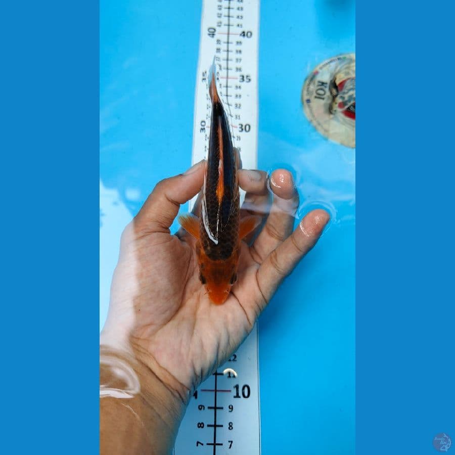 AKA MATSUBA 5 EKOR 14-16 CM. MASA DEPAN CERAH.