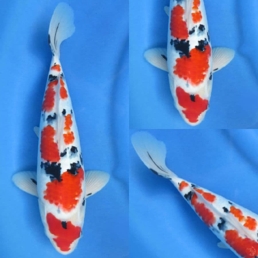 35 cm, Male sanke ori