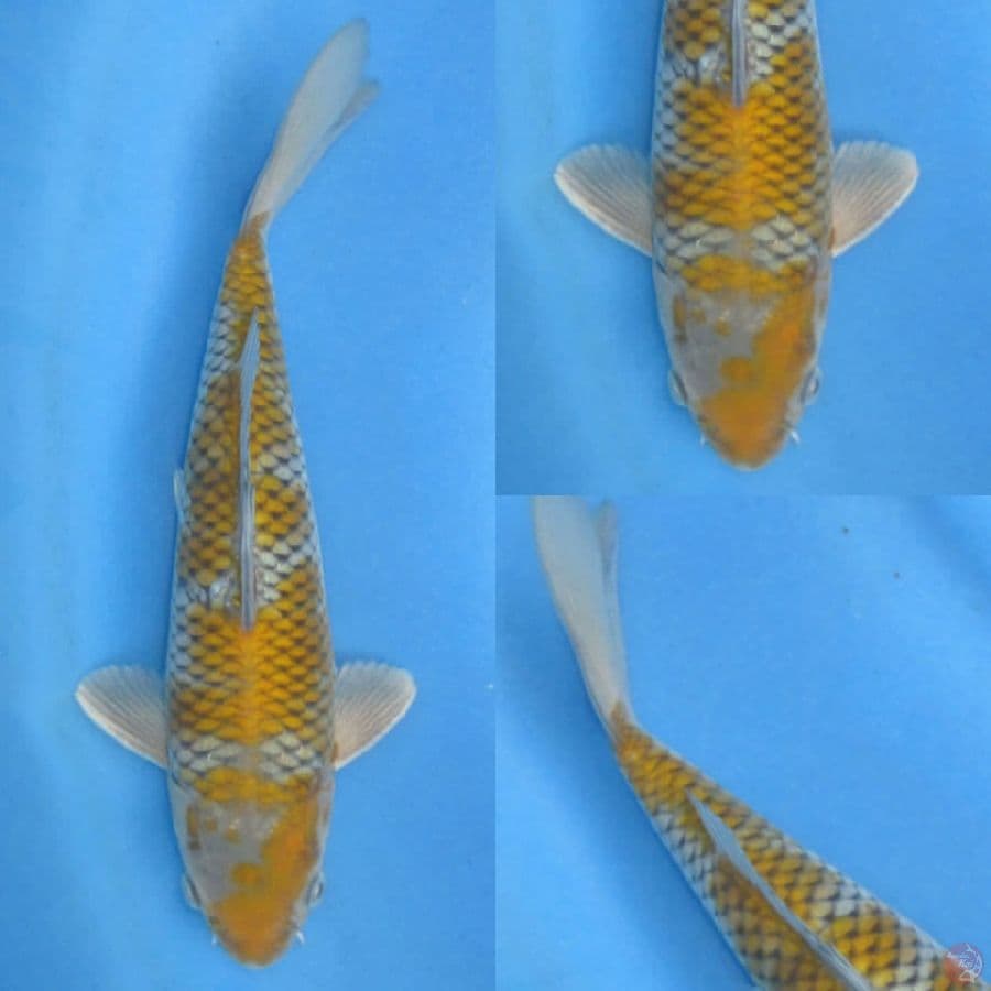 29 cm, Ochiba shigure male